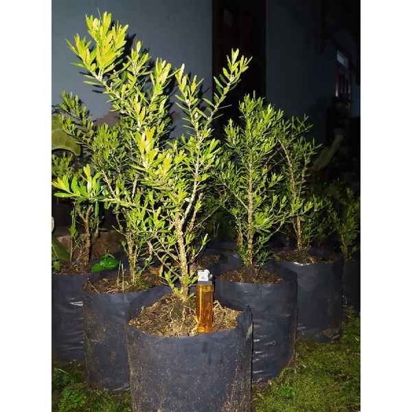 Boxus Bahan Bonsai