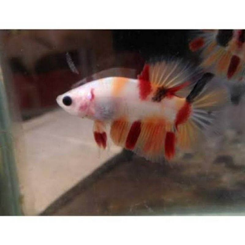 cupang plakat nemo candy galaxy emerald (jantan)