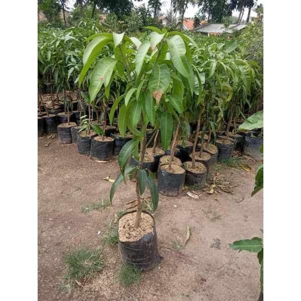 BIBIT MANGGA MAHATIR SUPER BATANG BESAR