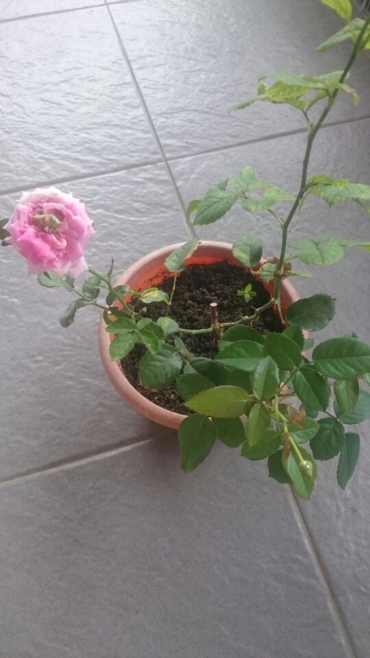 Unitedkits Hiasan Bintang Tancap Pohon Natal Emas Dekorasi Pohon Natal Tancap Pucuk Pohon Cod Batam