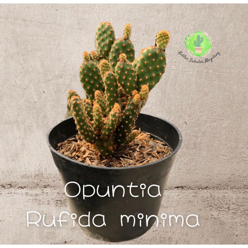 Kaktus Opuntia Rufida Minima