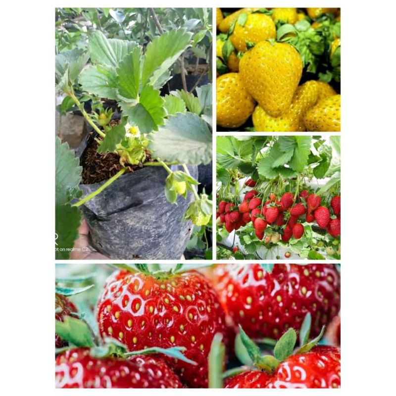 

Bibit STRAWBERYY JUMBO HOLLAND Manis (LAFINA)