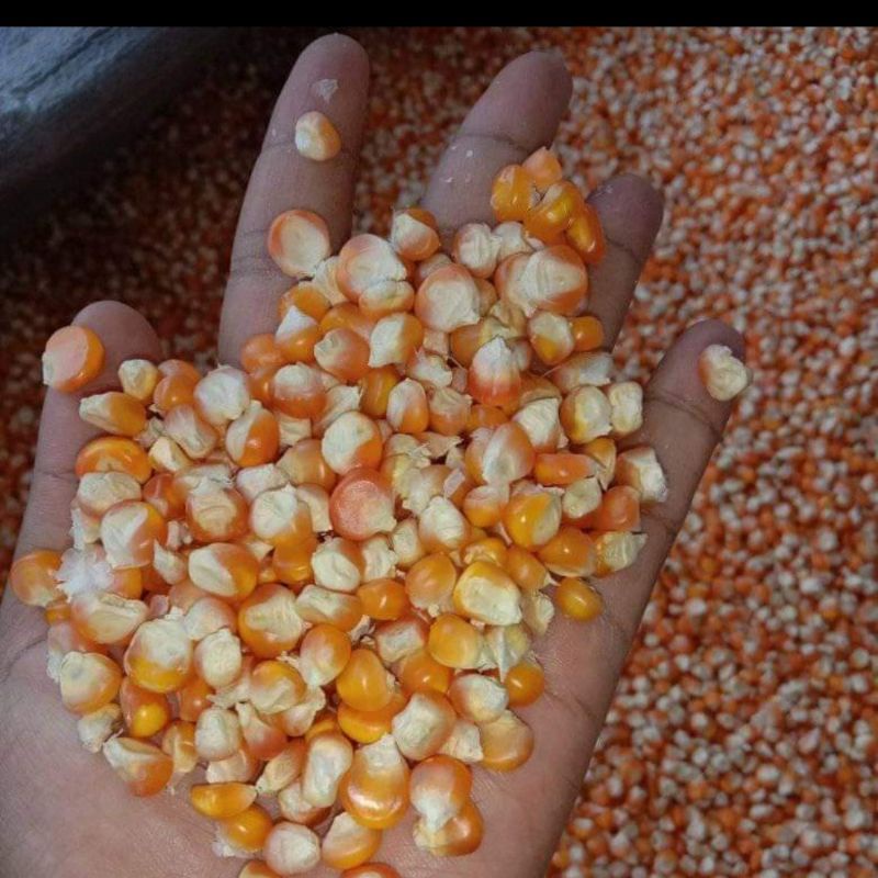 JAGUNG KERING PAKAN TERNAK