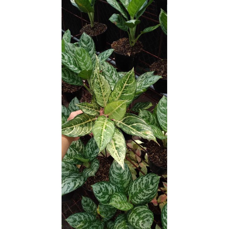 PUSAT AGLONEMA MURAH DAN BERKUALITAS | AGLOMEMA CINDERELLA