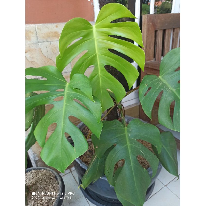 Tanaman Hias Monstera Deliciosa Monstera King Shopee Indonesia