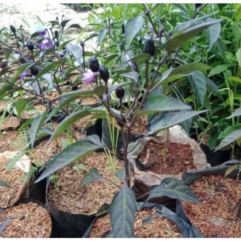 Bibit tanaman hias cabe ungu/Pohon cabe ungu
