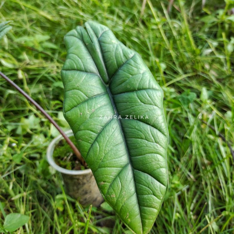 

Alocasia bisma sp borneo