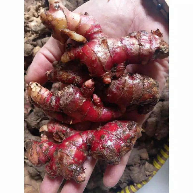 

jahe merah segar 1 kg