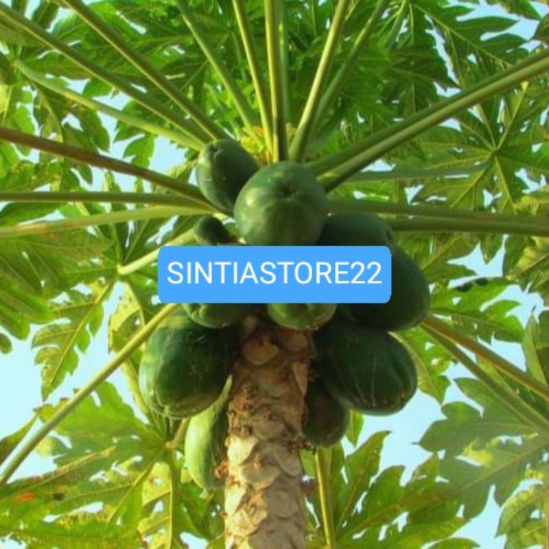 

Batang Pepaya Segar per 6 Batang