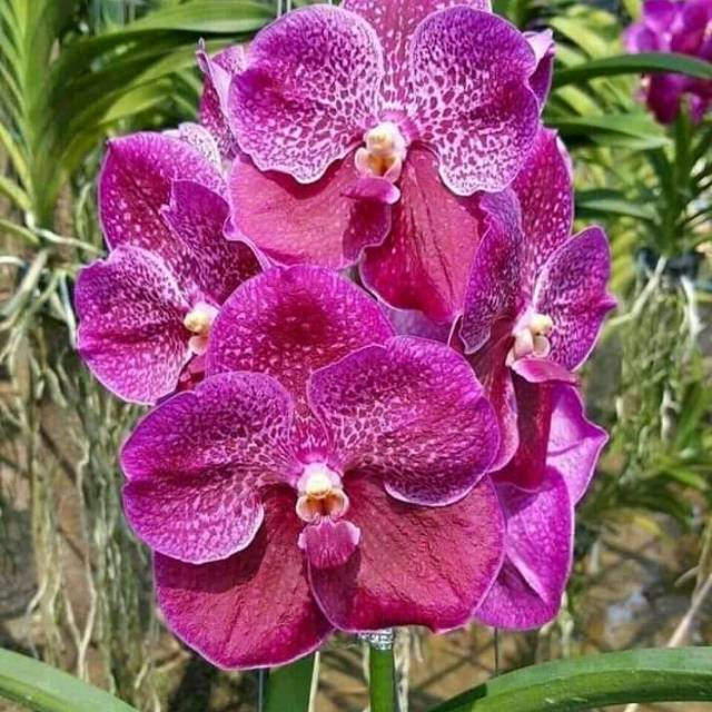 ANGGREK REMAJA VANDA