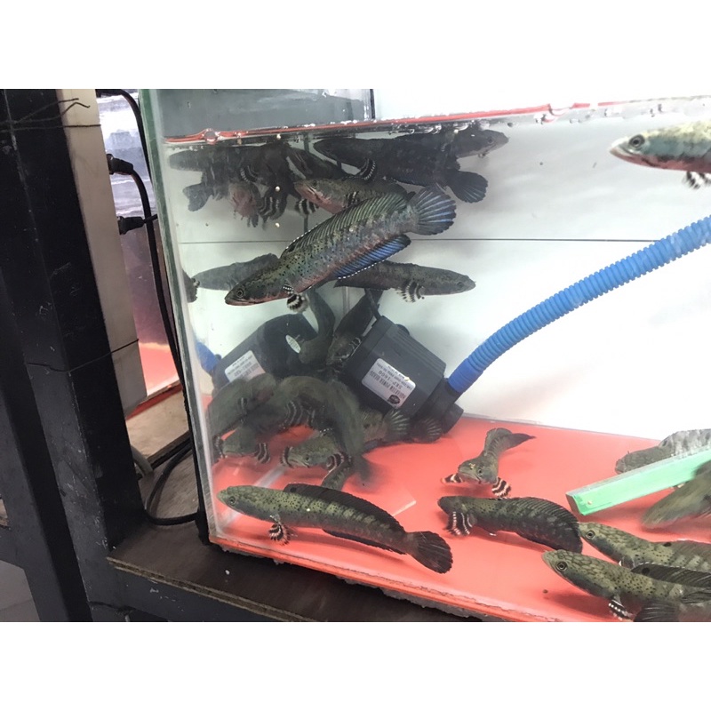 Channa Pulcra 12-14cm, Pulchra, chana