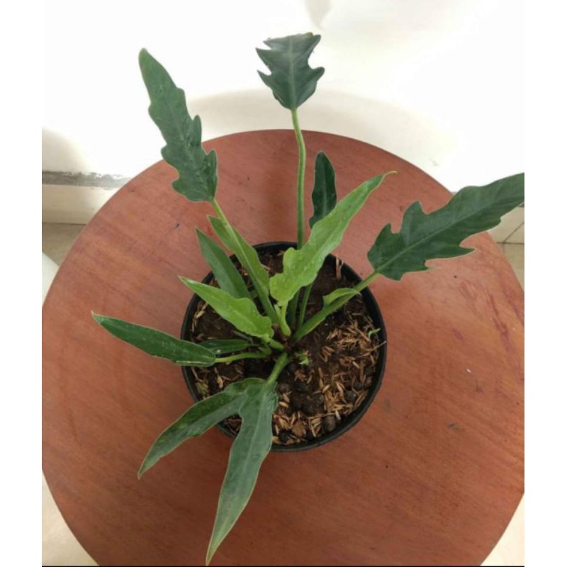 tanaman hias philo dendron gergaji / philo gergaji