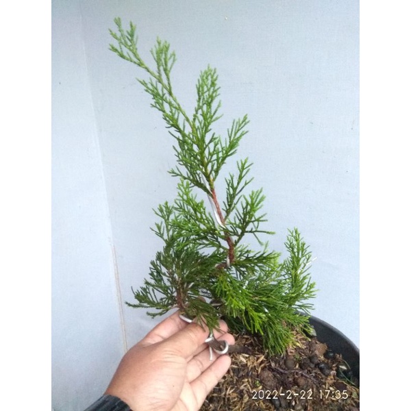 bahan bonsai cemara sinensis