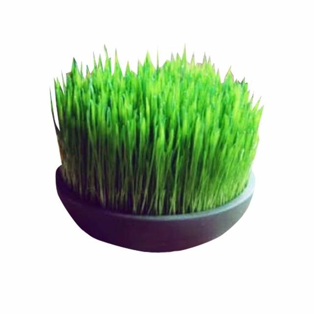 Bibit Rumput Gandum Shopee Indonesia  Bibit Rumput Gandum Shopee Indonesia