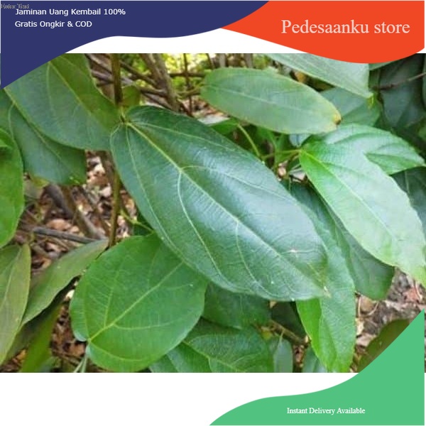 

Promo DAUN Cincau Segar COD