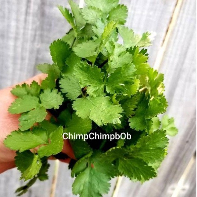 

CILANTRO FRESH / CORIANDER LEAF / DAUN KETUMBAR SEGAR