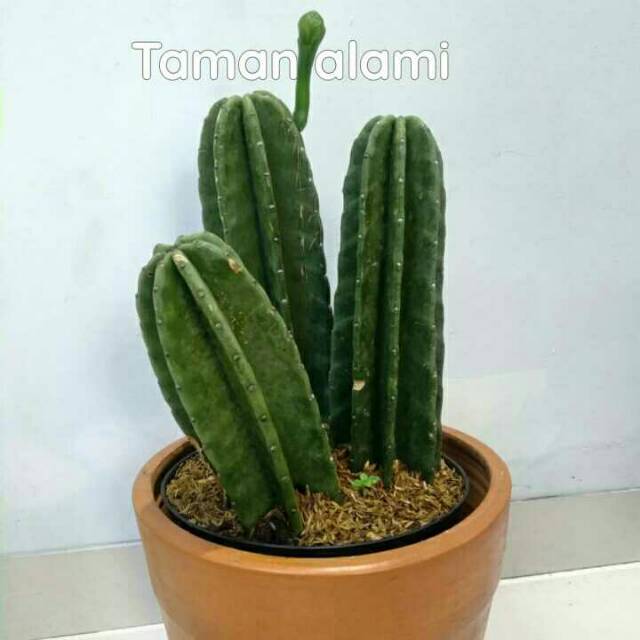 Paket 3 kaktus belimbing - kaktus koboi