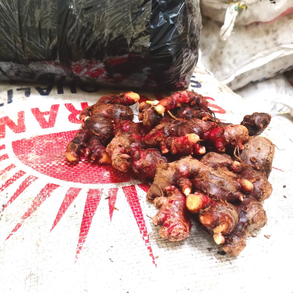 

Jahe Merah 5 Kg Sudah Bersih