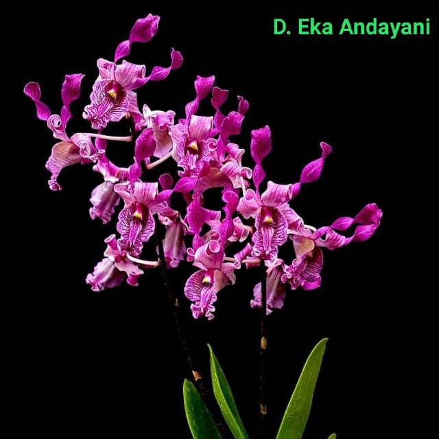anggrek dendrobium eka andayani remaja up dewasa