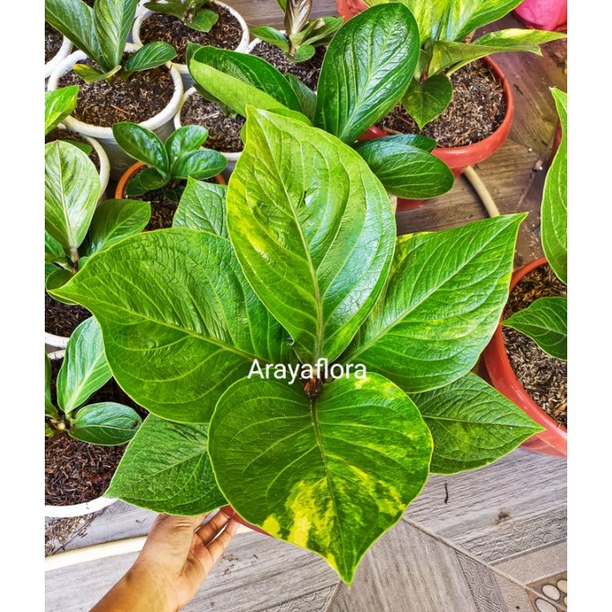 Anthurium jemani cobra batik varigata