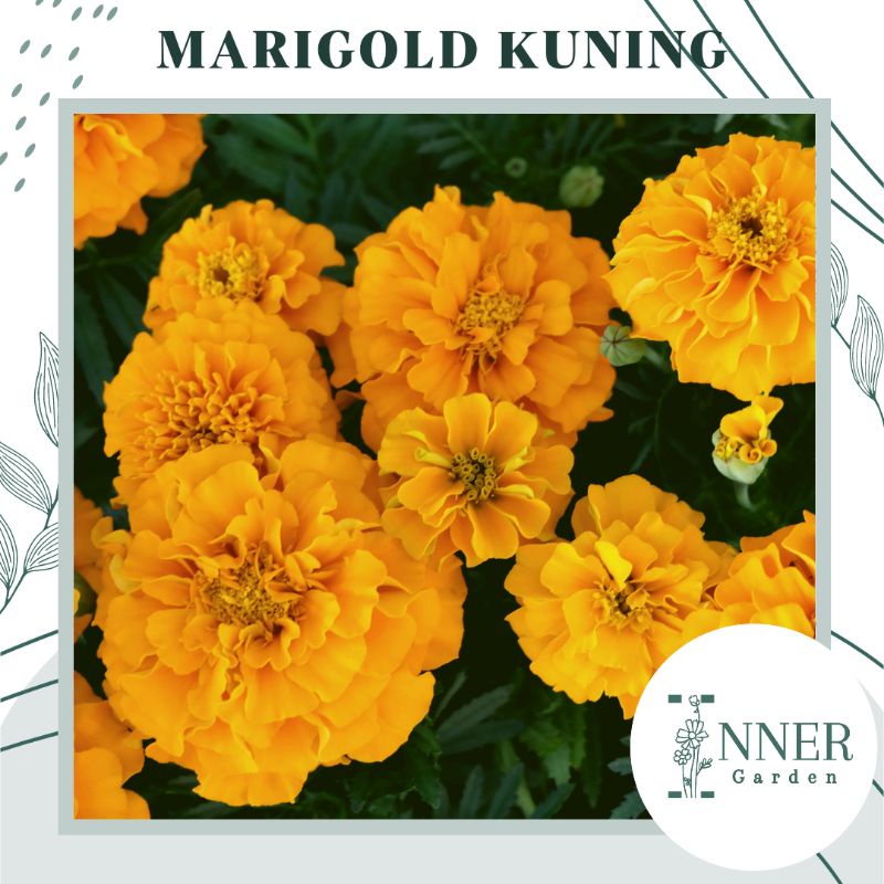 20 Biji Benih Marigold Kuning Yellow Marigold