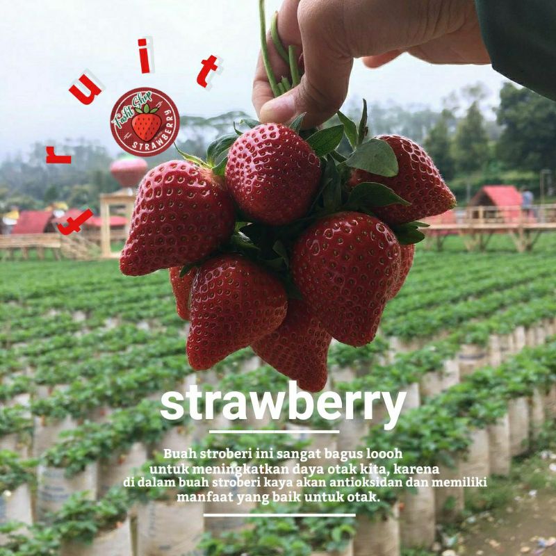 

Strawberry Organik Fresh Tjiwidey (1kg)