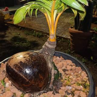  Tanaman  hias  kelapa  bonsai bahan kelapa  bonsai Shopee 