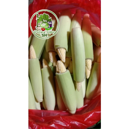 

jagung putren 1kg | jagung muda | baby corn 1kg | Fresh Vagetable