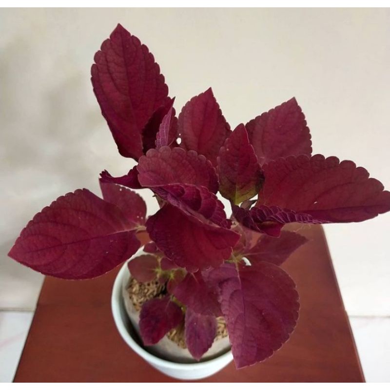 miana merah - tanaman hias miana merah