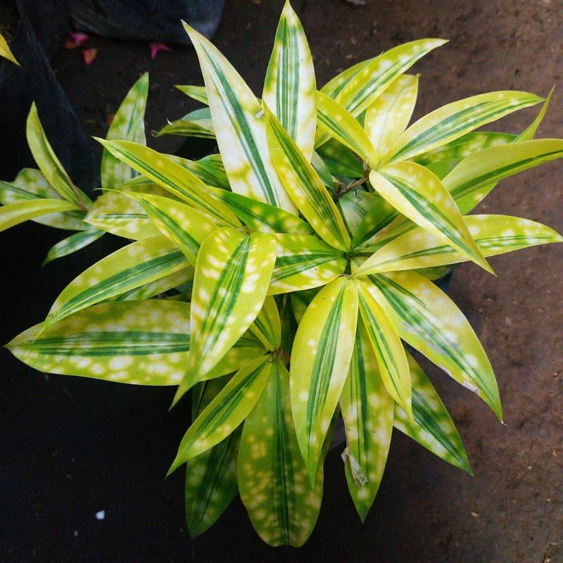 bambu jepang drasena | tanaman hias hidup