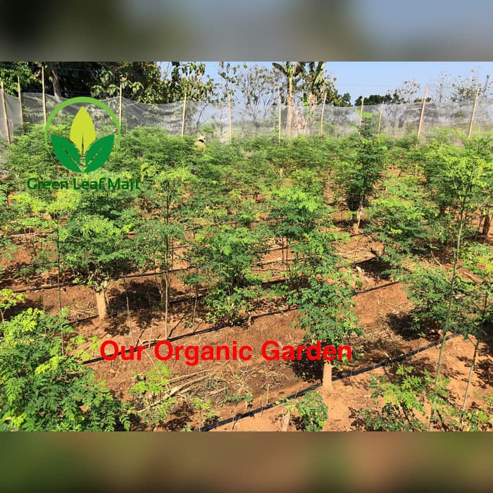 

Bubuk Halus Daun Kelor 300gr - Royal Moringa (500 mesh) for food/drink PROMO