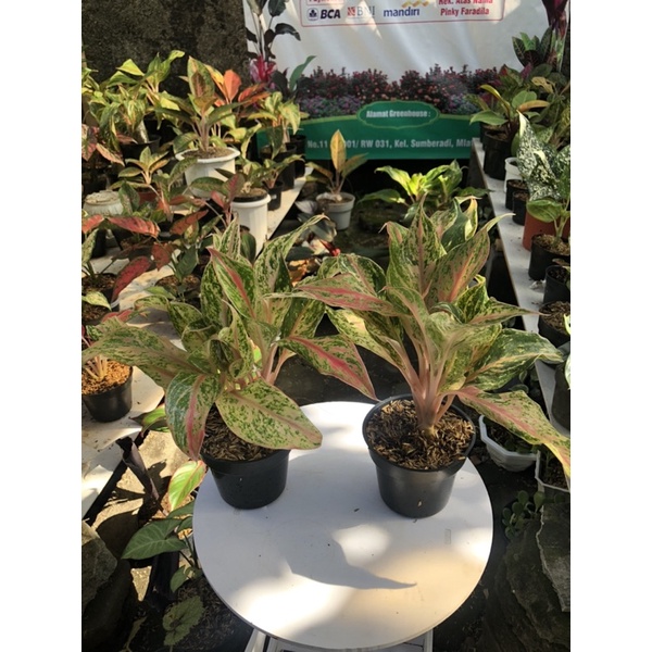 Aglaonema Butterfly mutasi rumpun 2