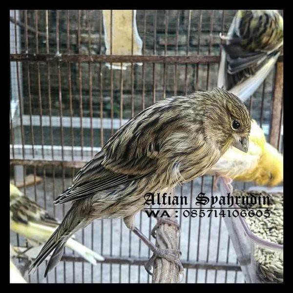 JUAL BURUNG KENARI AF