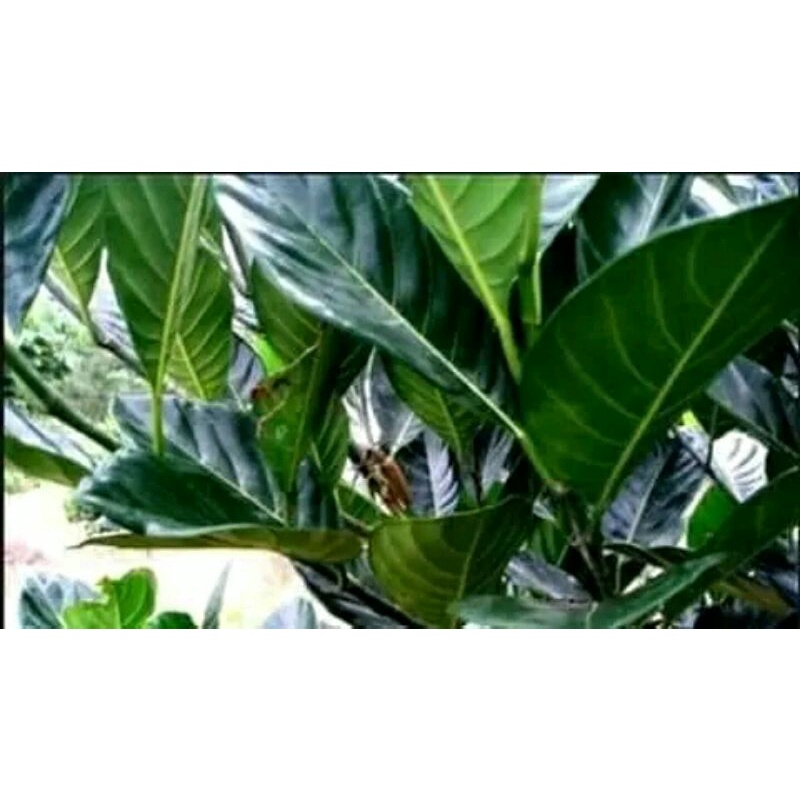 

Daun Nangka herbal 1kg