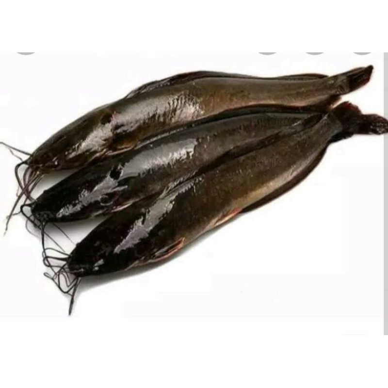 

Ikan Lele segar 500gr