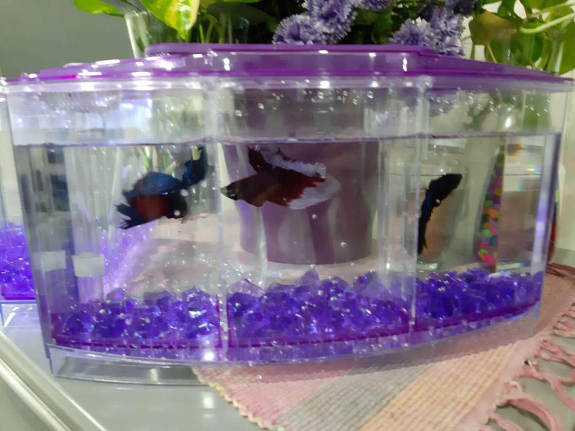Akuarium dengan 2 Partisi untuk 3 Ikan Betta Fish / Cupang ...