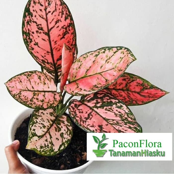 Tanaman hias aglonema lady valentine- aglaonema lady valentine