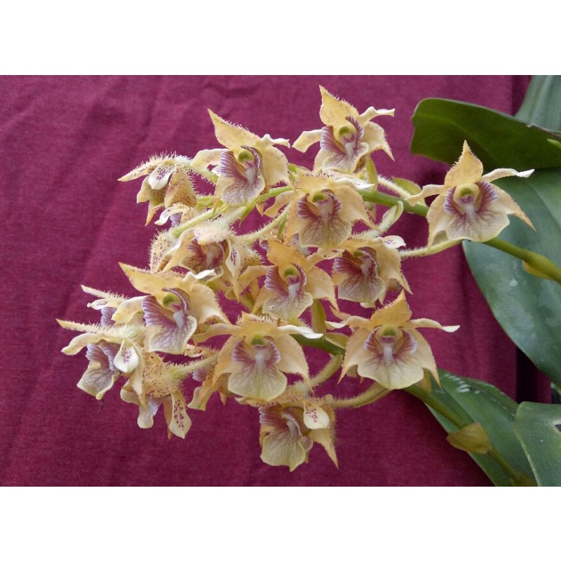 Dendrobium macrophyllum "L"