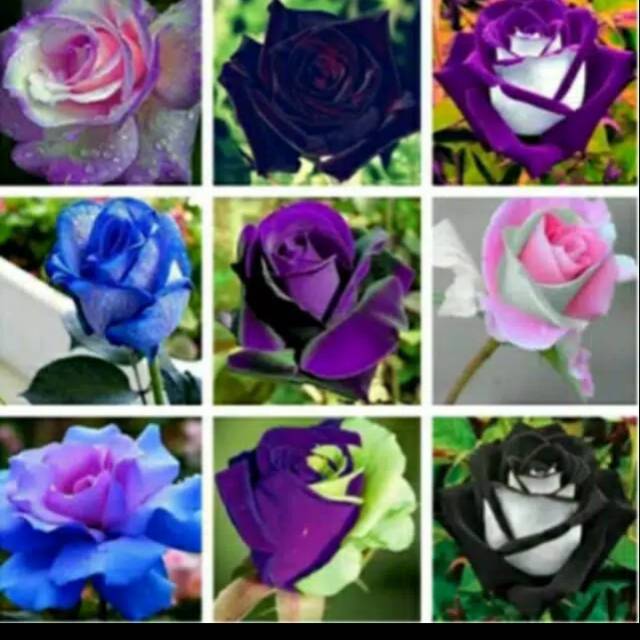 Biji, benih bunga mawar langka mixed per 10 biji