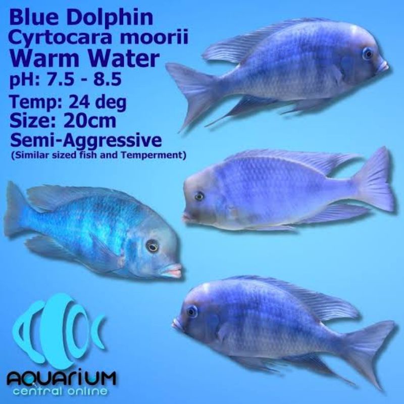 cichlid blue dolphin cyrtocara moorri ikan hias aquarium