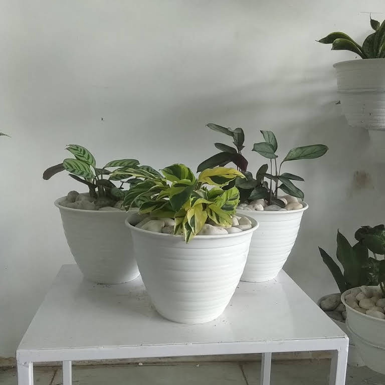 POT BUNGA - POT BUNGA PLASTIK - POT TANAMAN - POT TAWON -POT TAWON LUSINAN - POT TAWON 25 LUSIN- PO