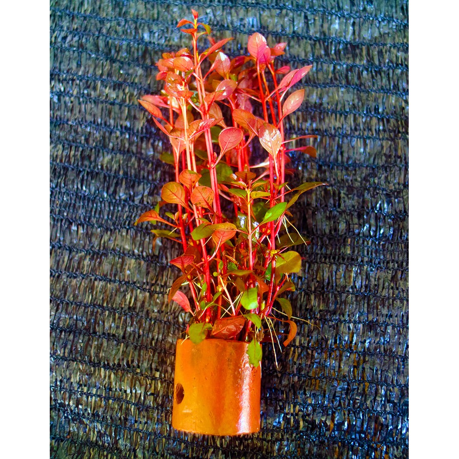 Red Malang Ludwigia Sp. Tanaman Air Aquascape
