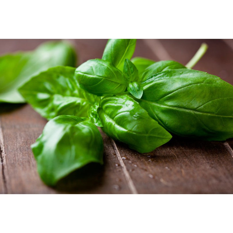 DAUN BASIL ORGANIK / SWEET BASIL ORGANIK FRESH