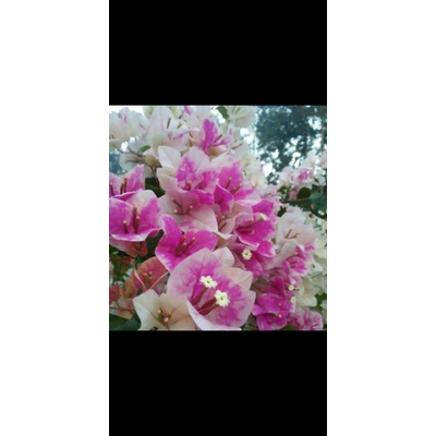 paket stek bougenville