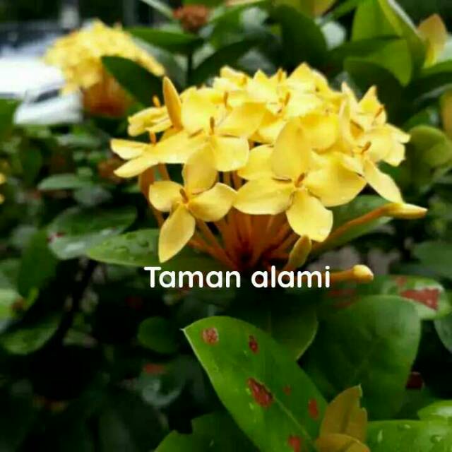 Tanaman hias asoka bunga kuning - bunga asoka kuning