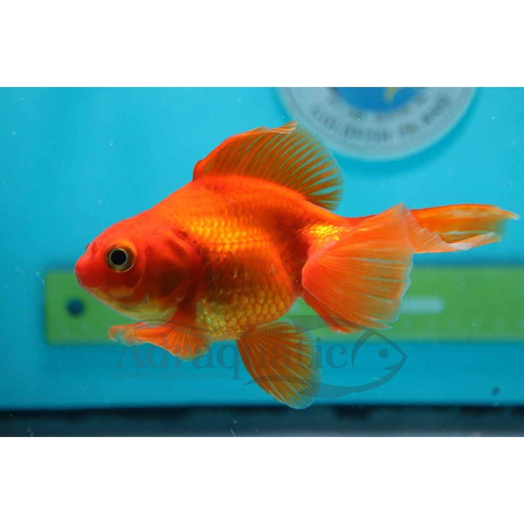 440 Toko Aquarium Koki Gratis Terbaru