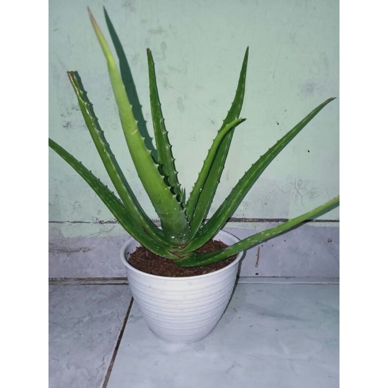 

lidah buaya