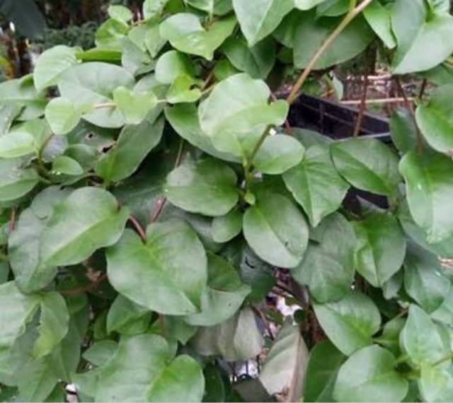 

paket hemat daun binahong 300 grm