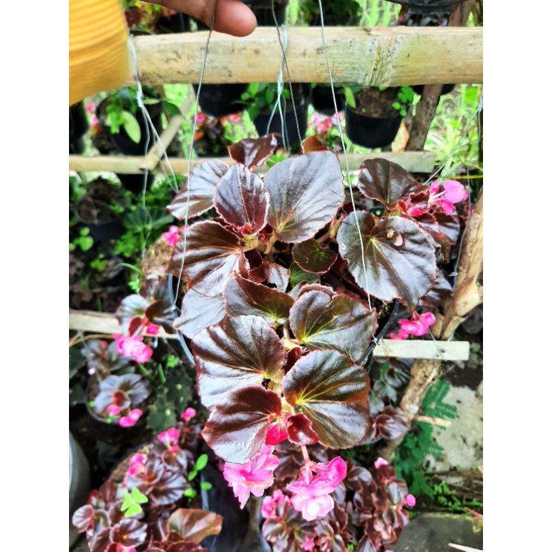 Begonia merah mawar