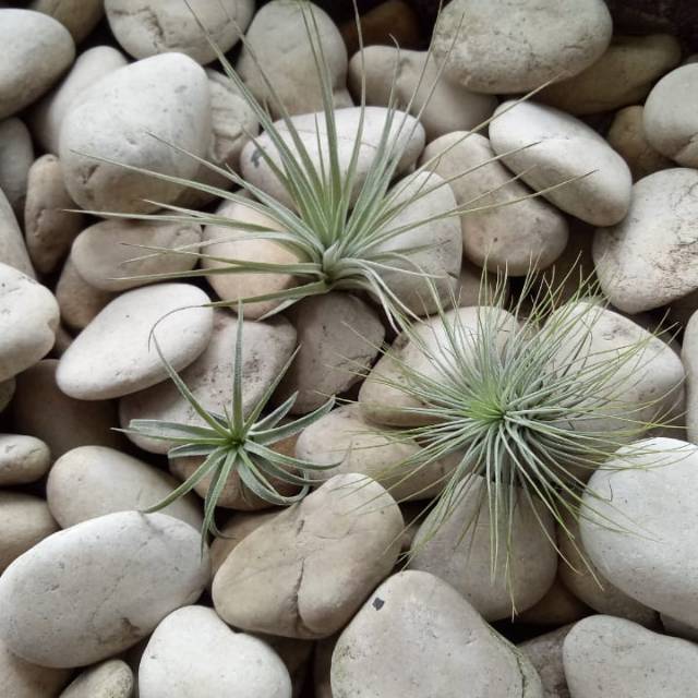 Paket tillandsia murah 115rb 3tanaman